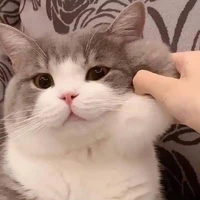 con bạn hay phũ của t/g