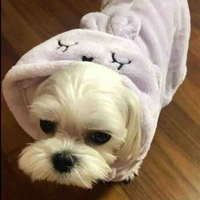 Dalgom
