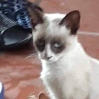 Quễ tác giả cư tê