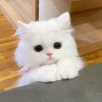 Mèo con