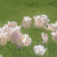 Tác Giả [B. Ngocc] 