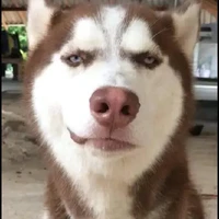 quỷ"mặt xấu như dog"