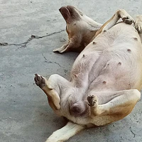 tác giả khùng