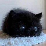bé mèo đen cute