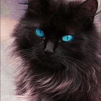 mèo
