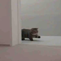 Tác giả mê Allisagi
