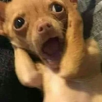 Nvp
