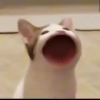 chủ :3