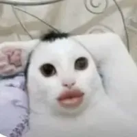cả 2