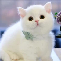 Bánh Bao - Bảo Bảo nhà Cậu :)