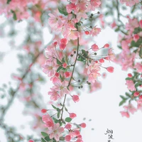 Thịnh Thế Mỹ Nhan