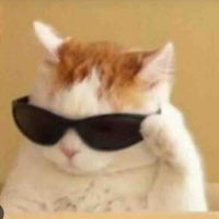 Y/n