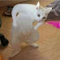 su (⁠ ⁠ꈍ⁠ᴗ⁠ꈍ⁠)