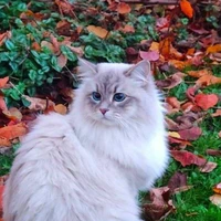 mimi