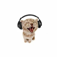 tác giả là hót gơ quận cam