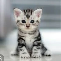 Cân mọi loại nhân vật