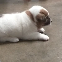 tác giả