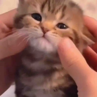 Tác giả siu cutii nì