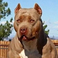 bé chó cute hột me:3