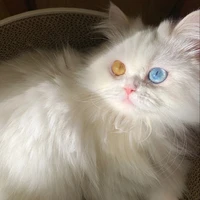 Lynx(anya)