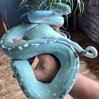 Green Snake (Dian)