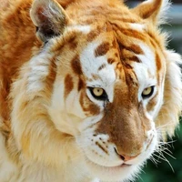 Ferocious (ler)