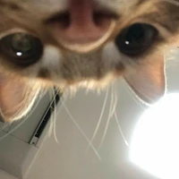 yn