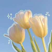 Chiếc tác giả lười biếng