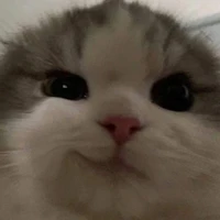 tác giả cư tê
