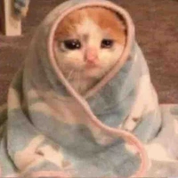 Con mèo răm mận đây