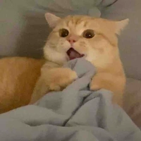 Lại là mèo tà râm đey