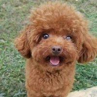 Cà phê( cún của ru )