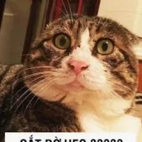 bạn tác giả