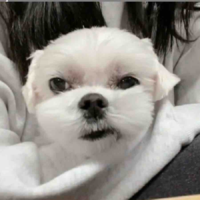 Dalgom 