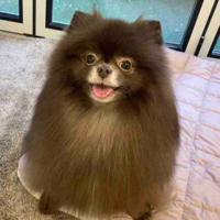 Kuma
