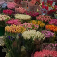 Bunnies ( tác giả )