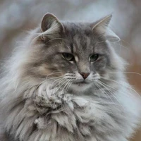 Lili ( Cô ở dạng mèo )