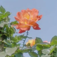 Nhân vật phụ