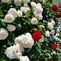 Nhân vật bí ẩn