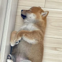 Tác giả nhạt nhẽo