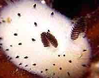 Pera[My pet]