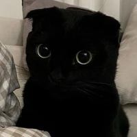 Mèo con