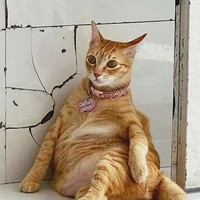 Tác giả mất nết🌚