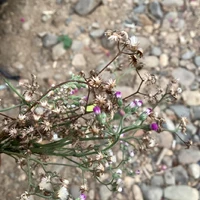 Molly ( Bn thân tác giả )