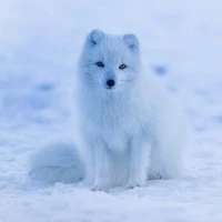 cáo Tuyết