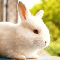 Hệ thống trung ( Nata )