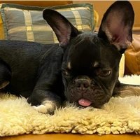 bonbon
