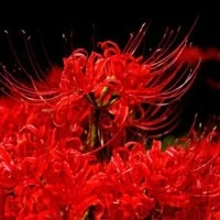 con tác giả tự luyến