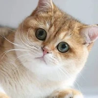 Hướng Dương_ Diệp Huân Thịnh <Cậu>