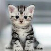 Cân mọi loại nhân vật